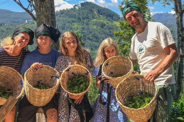 tea plucking experience